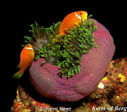 Maldives has always been on my bucket list of diving dest... by Kerri Keet 